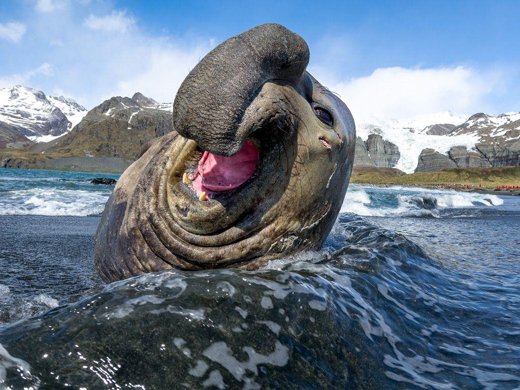 Funny Seal Wallpapers - Top Free Funny Seal Backgrounds - WallpaperAccess