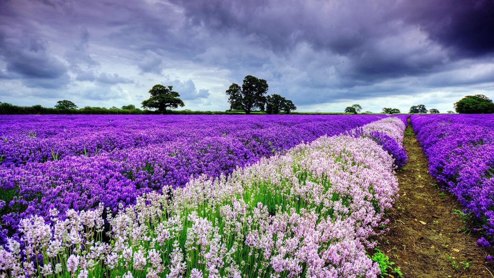 1920x1080 HD Spring Wallpaper