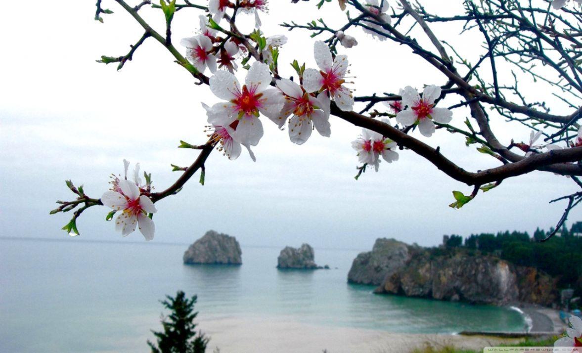 1177x714 Spring Wallpaper Widescreen