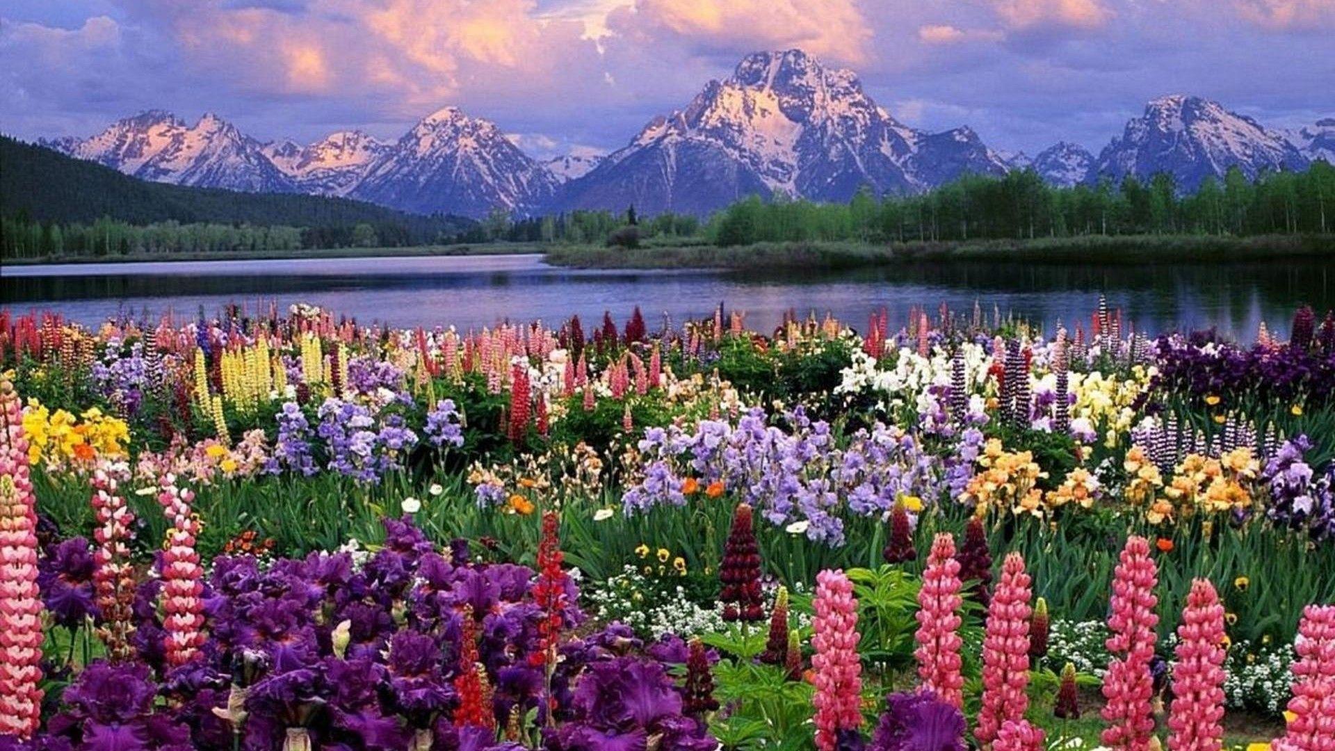 1920x1080 Spring Nature Wallpaper