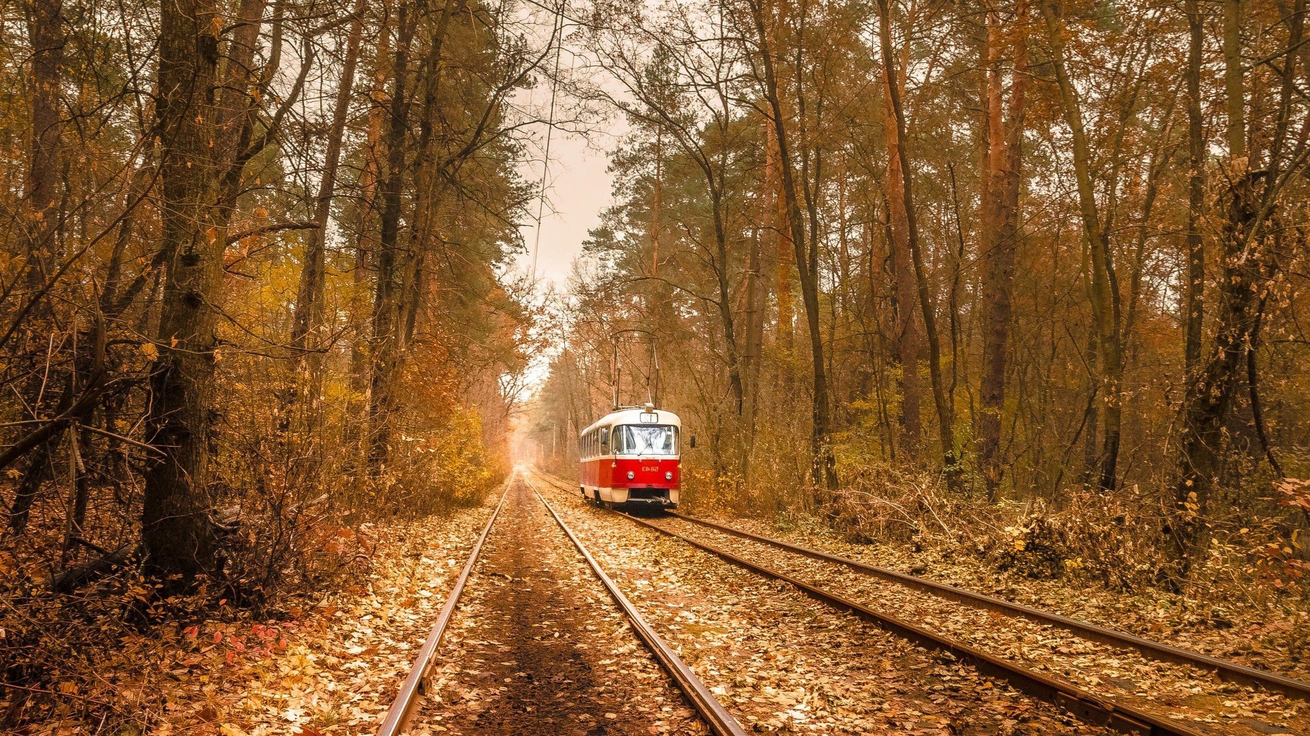 2560x1440 nature, Trees, Leaves, Vehicle, Tram, Railway, Rail Yard