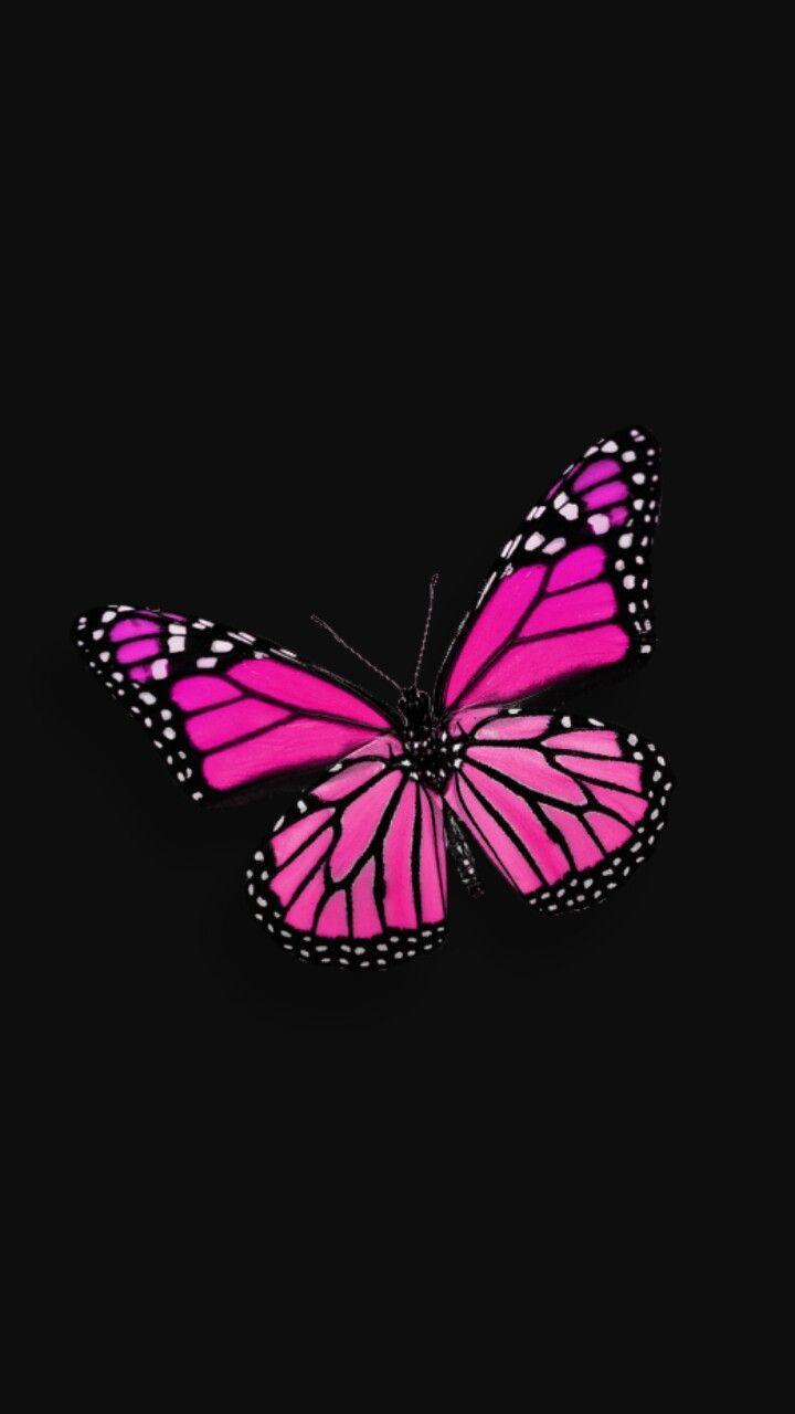 Black and Pink Butterfly Wallpapers - Top Free Black and Pink Butterfly  Backgrounds - WallpaperAccess