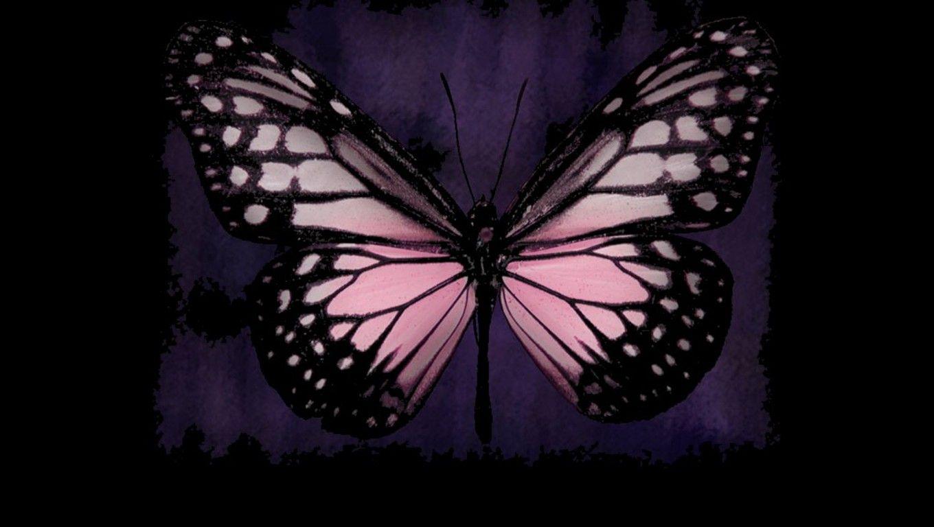 1360x768 Tải xuống miễn phí Hình nền con bướm hồng Hình nền màu hồng