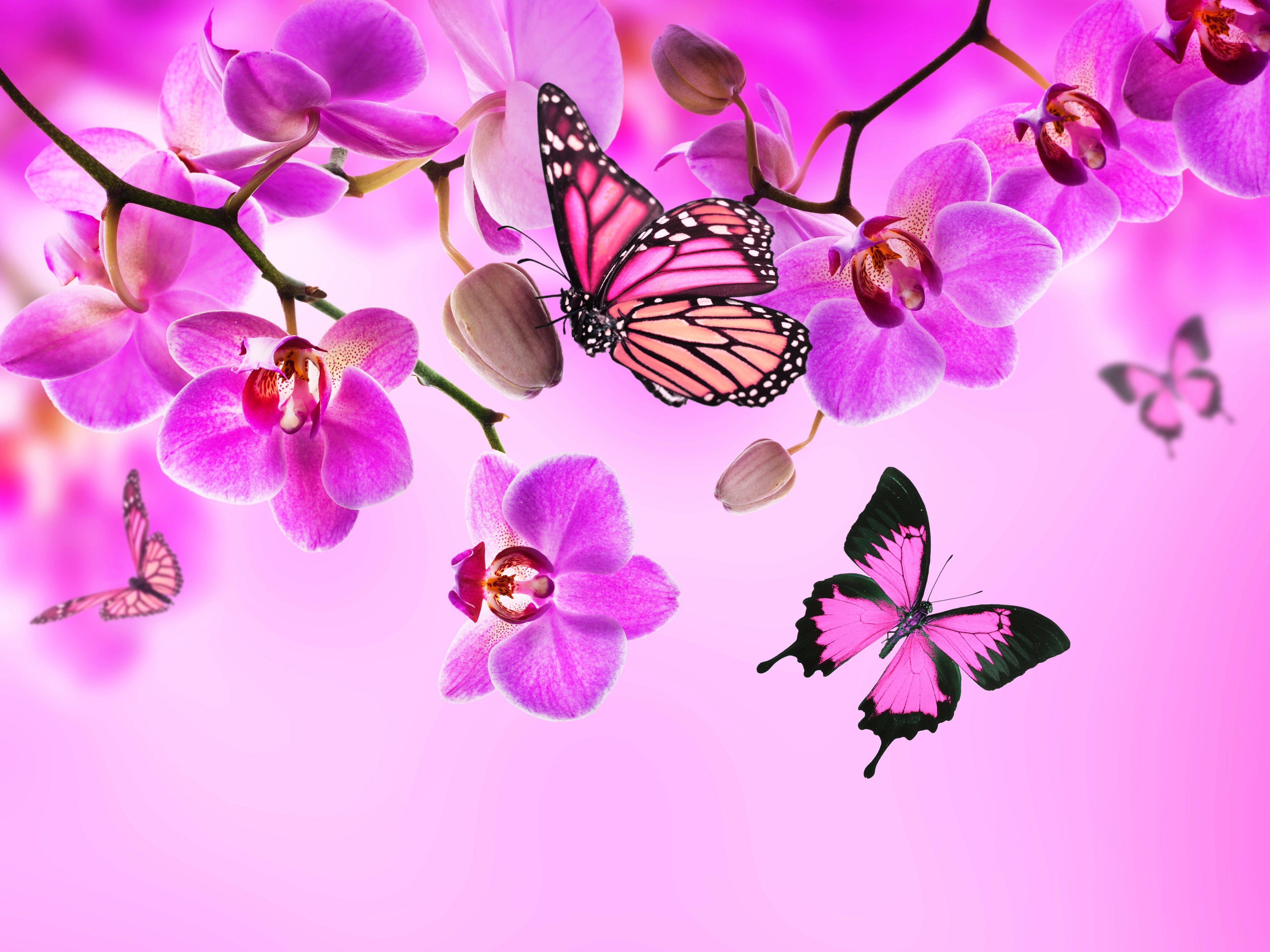 Hình nền HD 5000x3750: bướm hồng và đen, bướm, màu