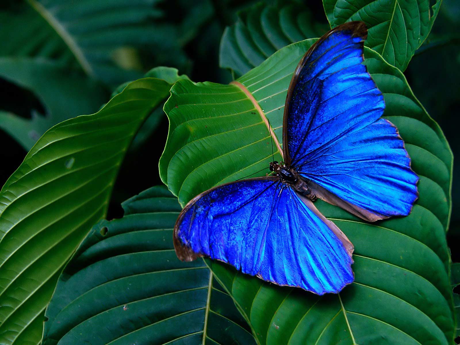 1600x1200 Blue Butterfly Wallpaper