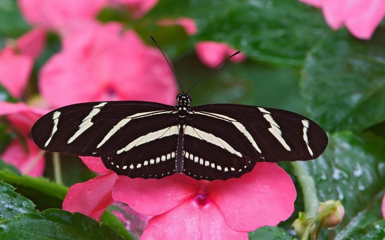 Black and Pink Butterfly Wallpapers - Top Free Black and Pink Butterfly ...