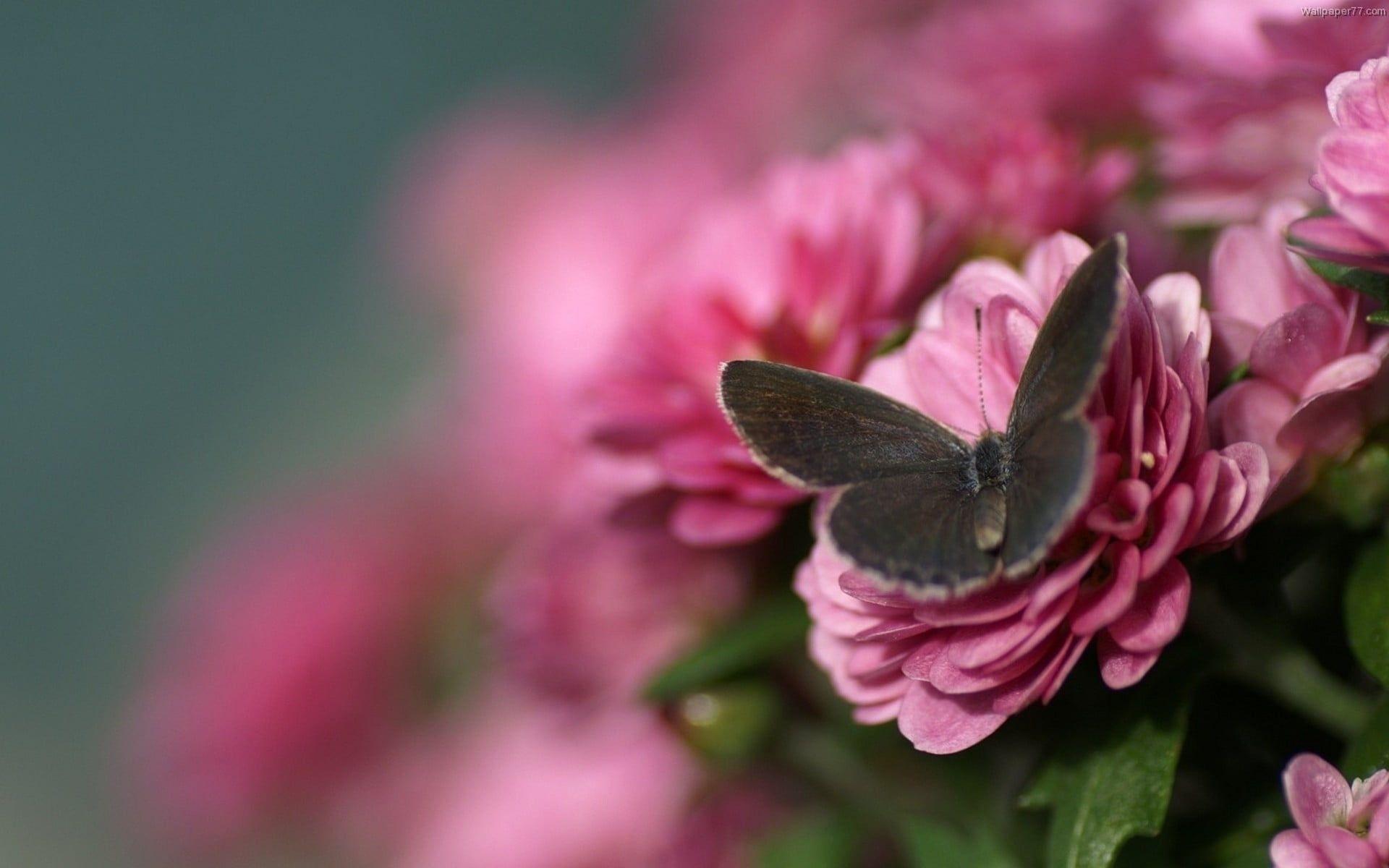 Hình nền HD 1920x1200 Con bướm đen trên bông hoa hồng