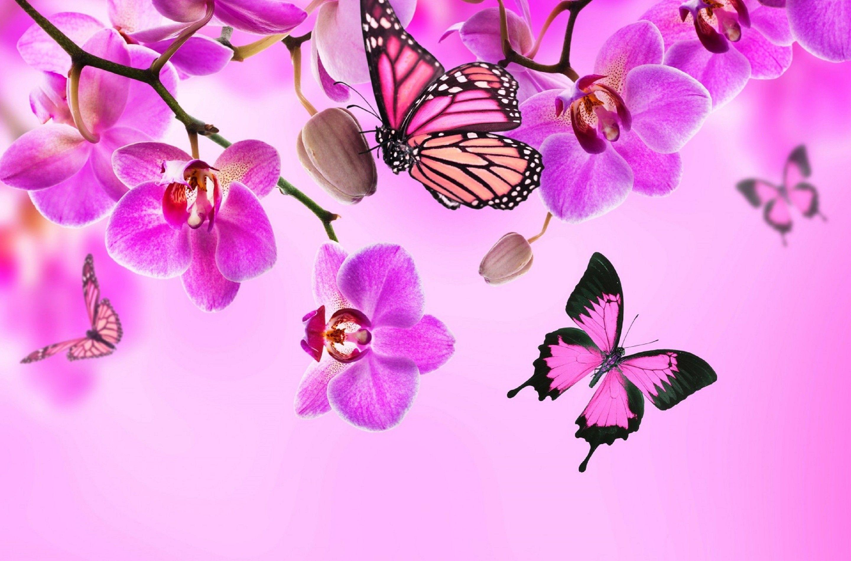 Neon Pink Butterfly Wallpapers Top Free Neon Pink Butterfly