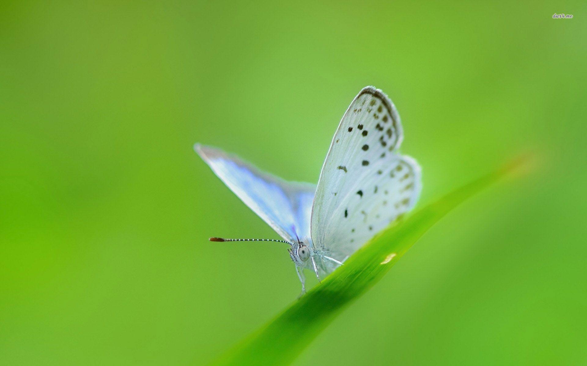 1920x1200 White butterfly wallpaper wallpaper
