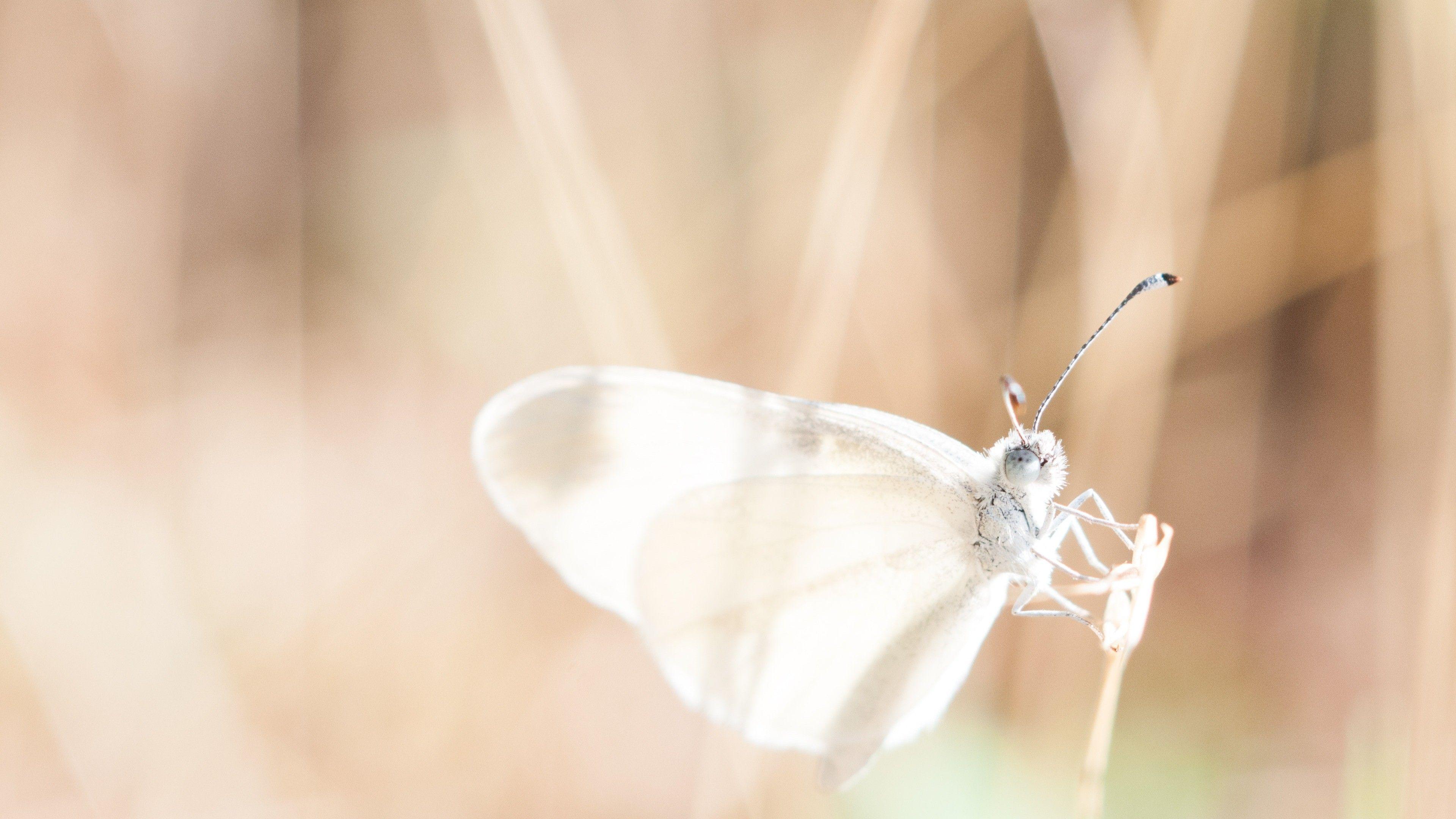 3840x2160 Butterfly White Wing 4K Wallpaper