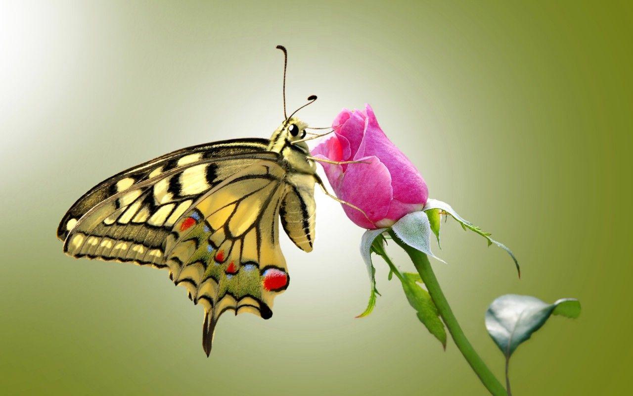 Pink Roses and Butterfly Wallpapers - Top Free Pink Roses and Butterfly