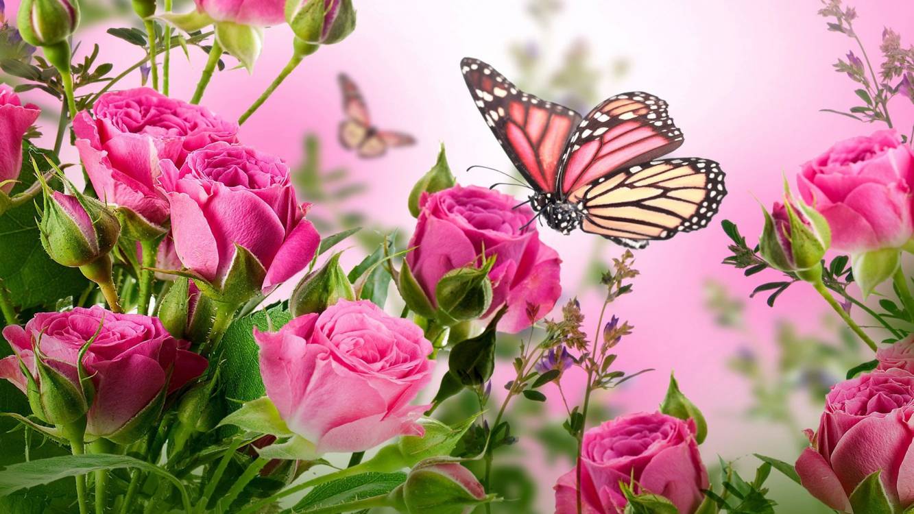1333x750 Rose Family, Rose, Pink, Rainbow Rose, Flowering Plant