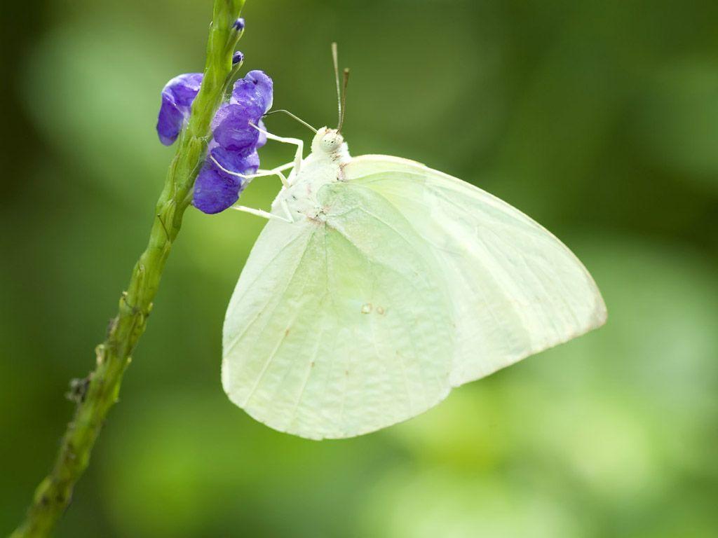 1024x768 White Butterfly Wallpaper, fantasy Butterfly Wallpaper