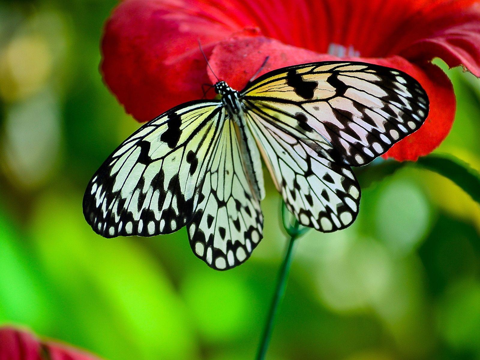 1600x1200 Black White Butterfly wallpaperx1200
