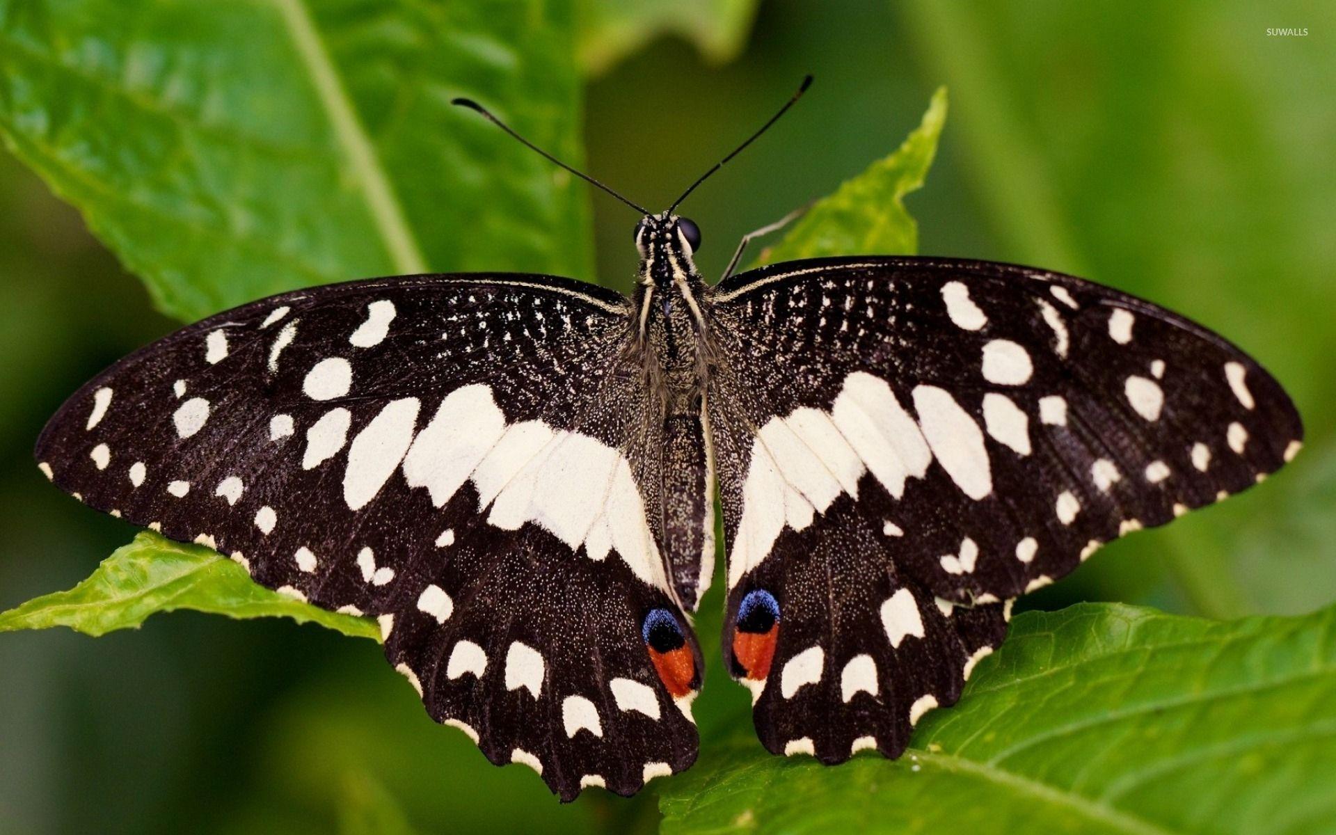 1920x1200 Brown and white butterfly wallpaper wallpaper
