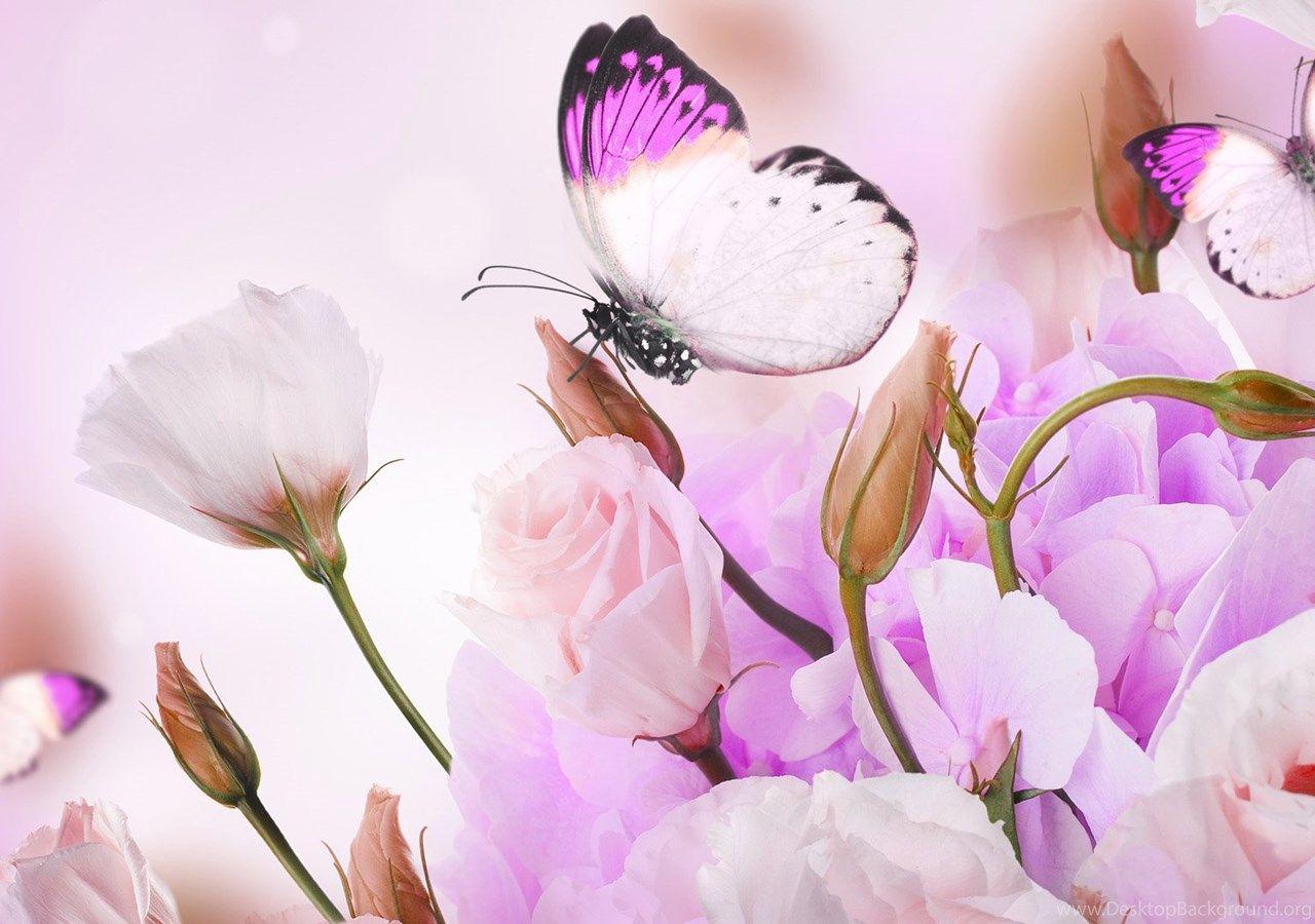 Pink Roses and Butterfly Wallpapers Top Free Pink Roses and Butterfly