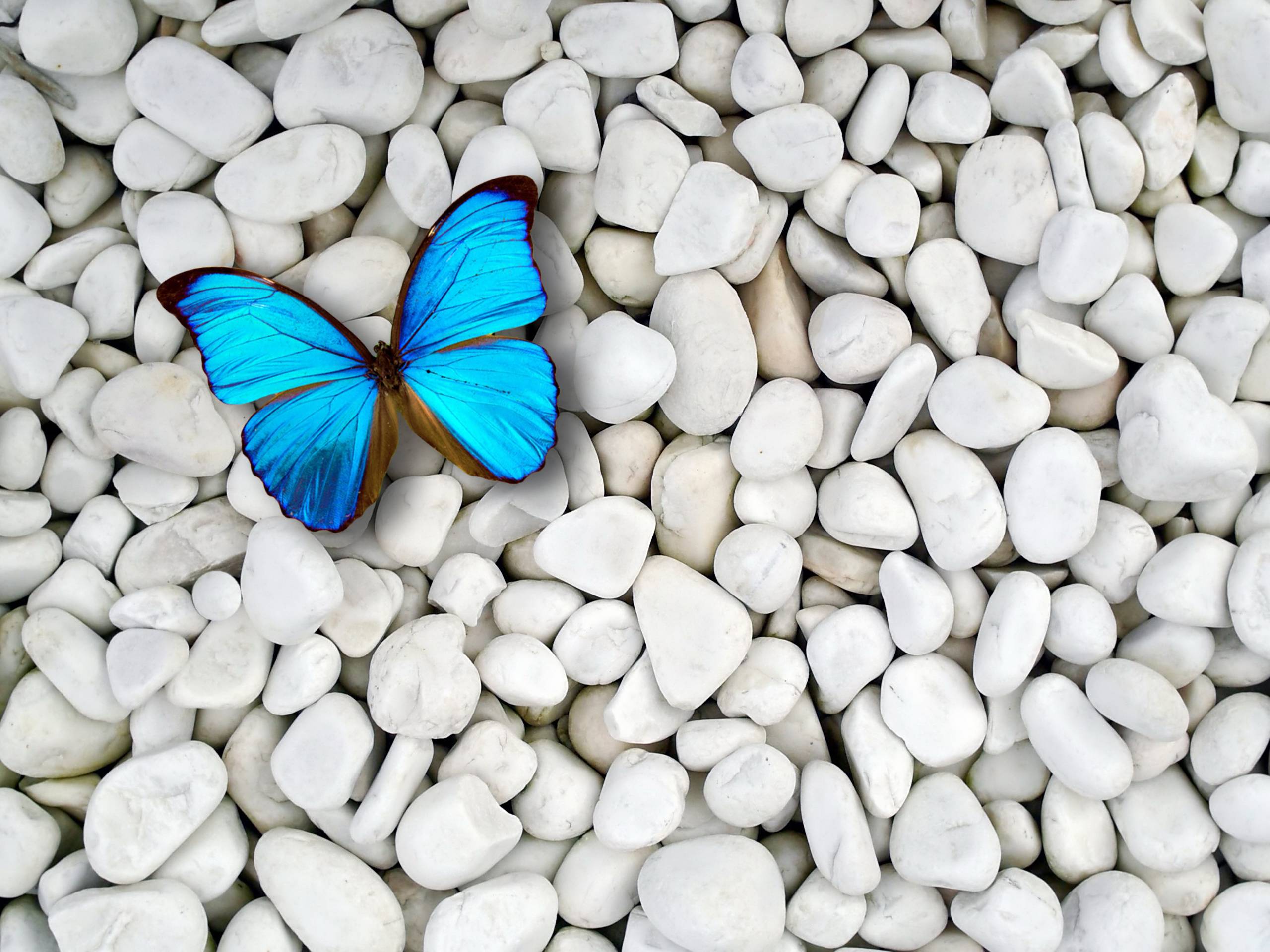 2560x1920 Blue Butterfly Wallpaper HD