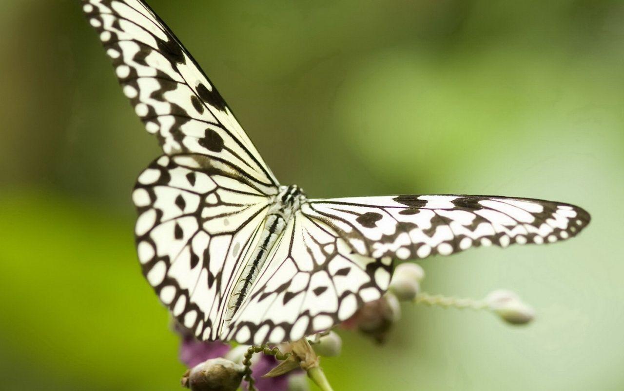 1280x804 Wallpapere Black & White Butterfly. Black & White Butterfly