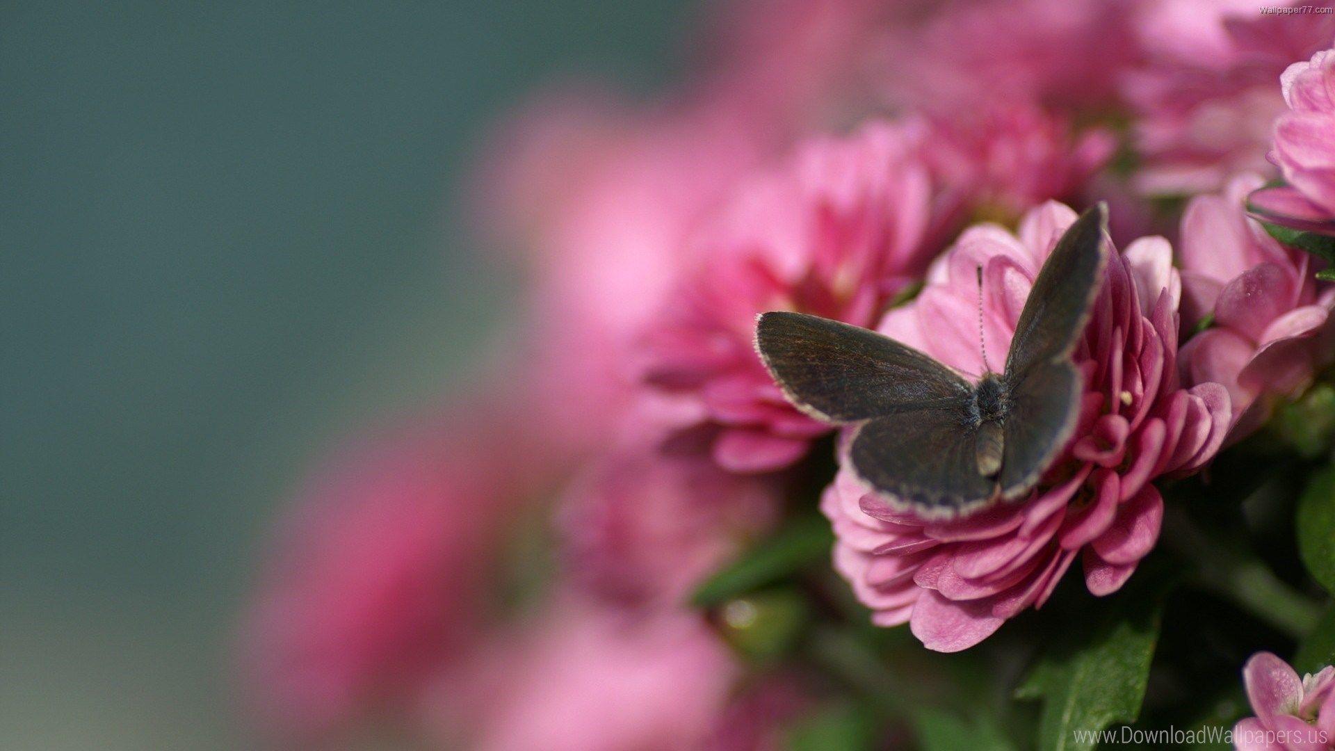 1920x1080 Abstract, Blogger, Bloom, Blossom, Butterfly, Desktop