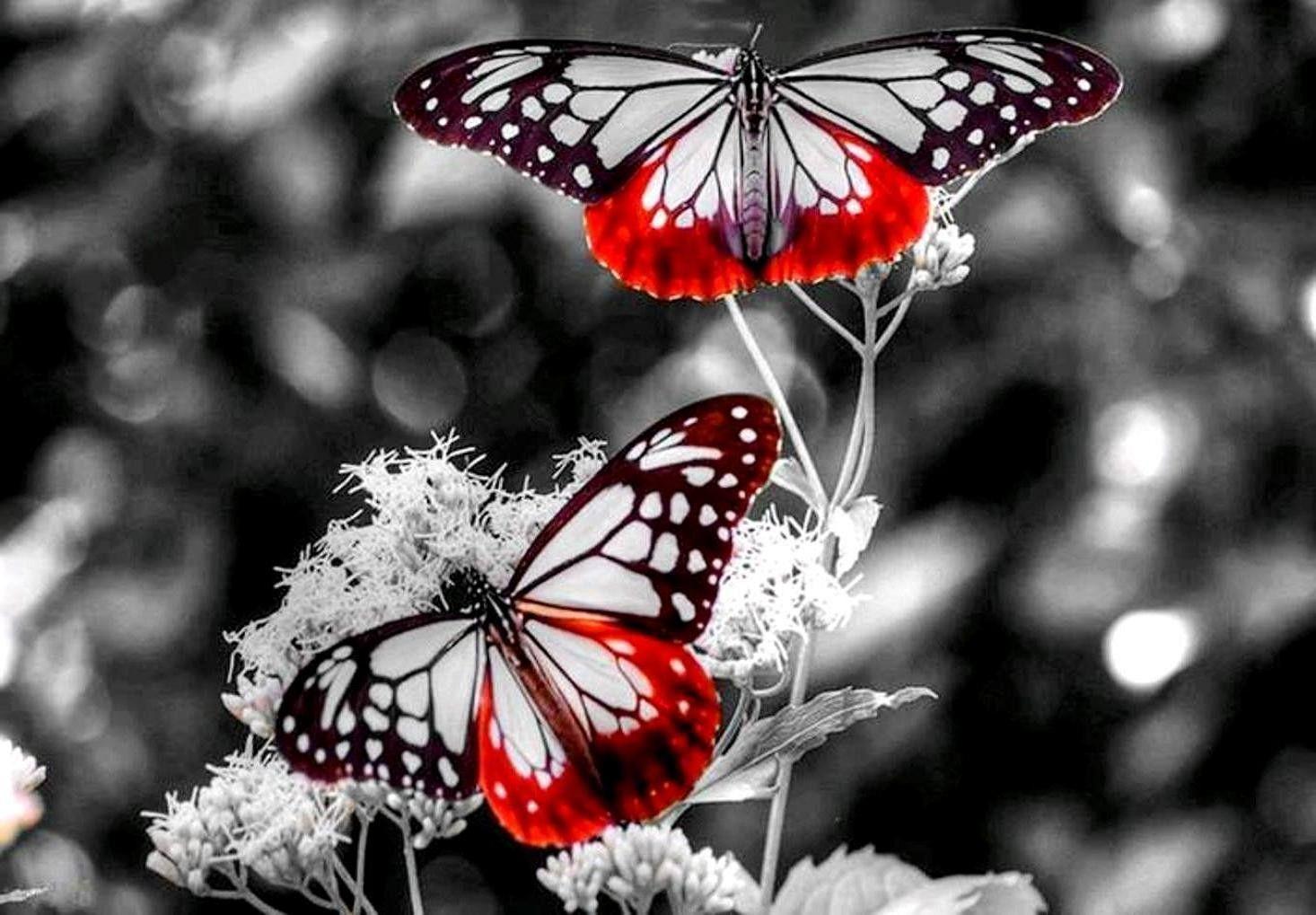 1466x1019 Black And White Butterfly Wallpaper, Free Stock Wallpaper