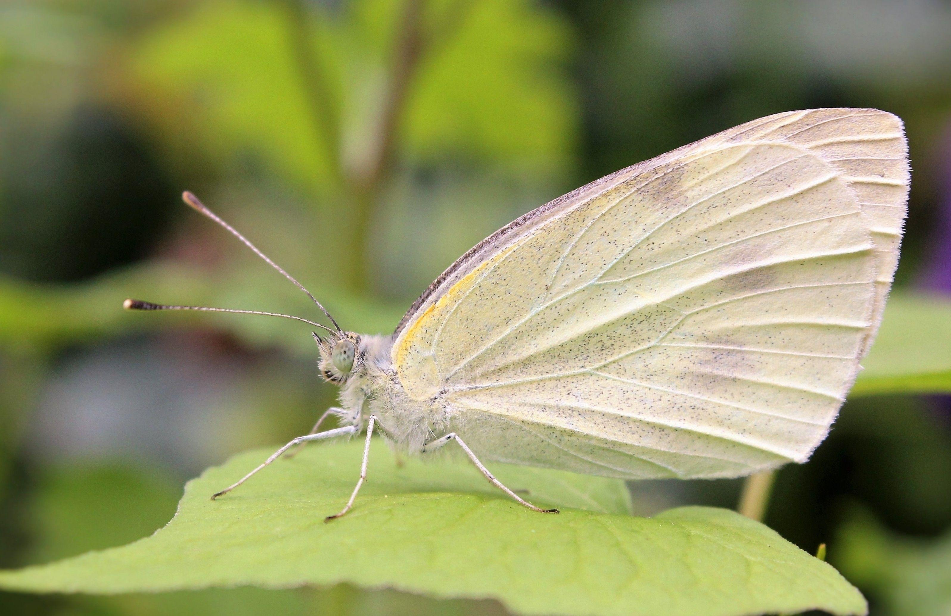 3192x2070 Download 3192x2070 White Butterfly, Insects, Leaf Wallpaper
