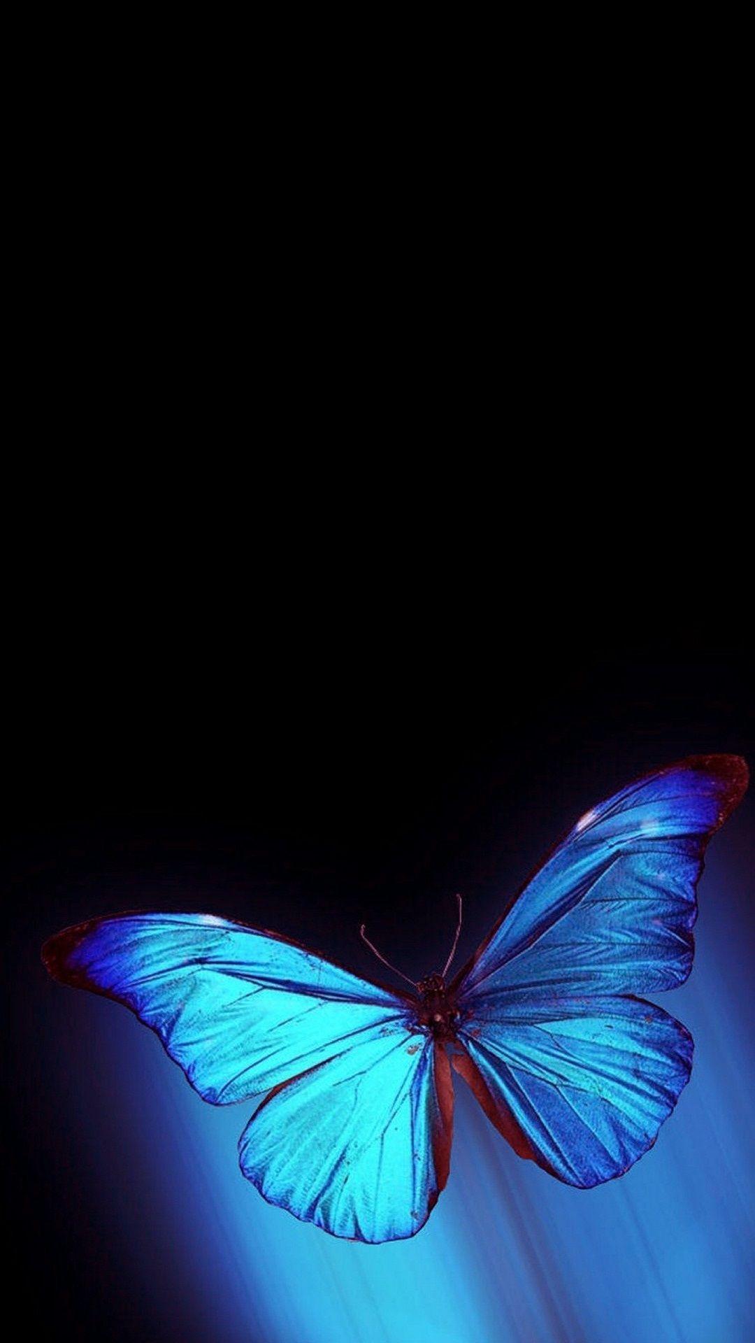 Hình nền HD 1080x1920 iPhone Blue Butterfly. 2020 Hình nền dễ thương