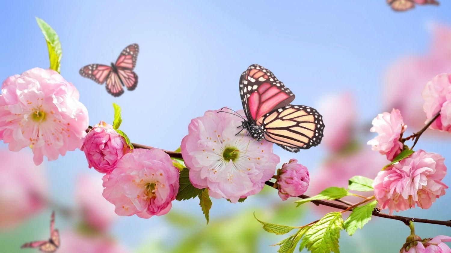 1500x843 Flower and Butterfly Wallpaper