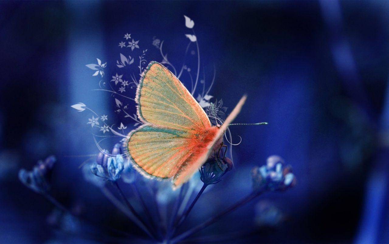 1280x804 Colorful 【Butterfly】HD Free Image Wallpaper Download