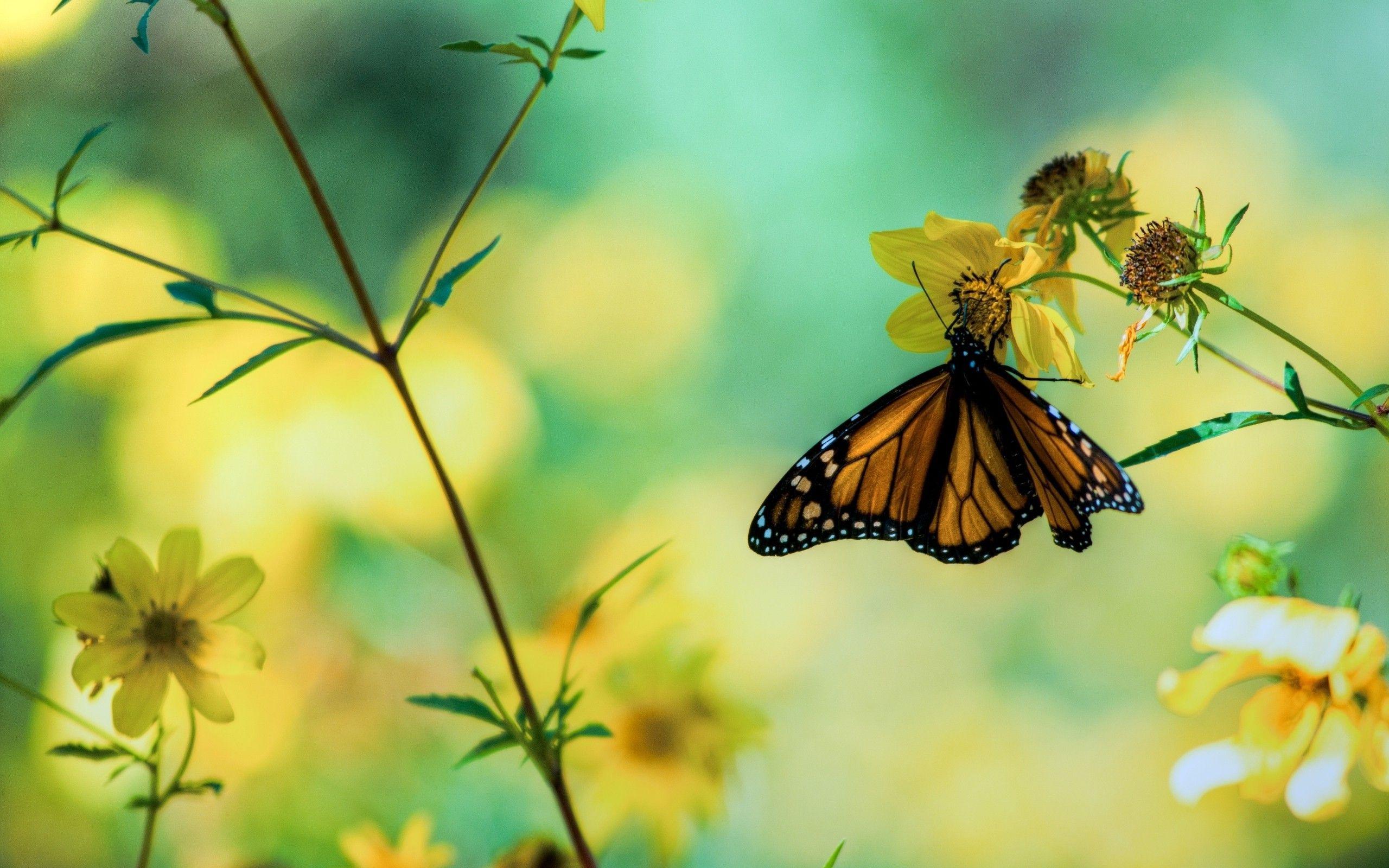 2560x1600 Butterfly Wallpaper HD 41047 2560x1600px