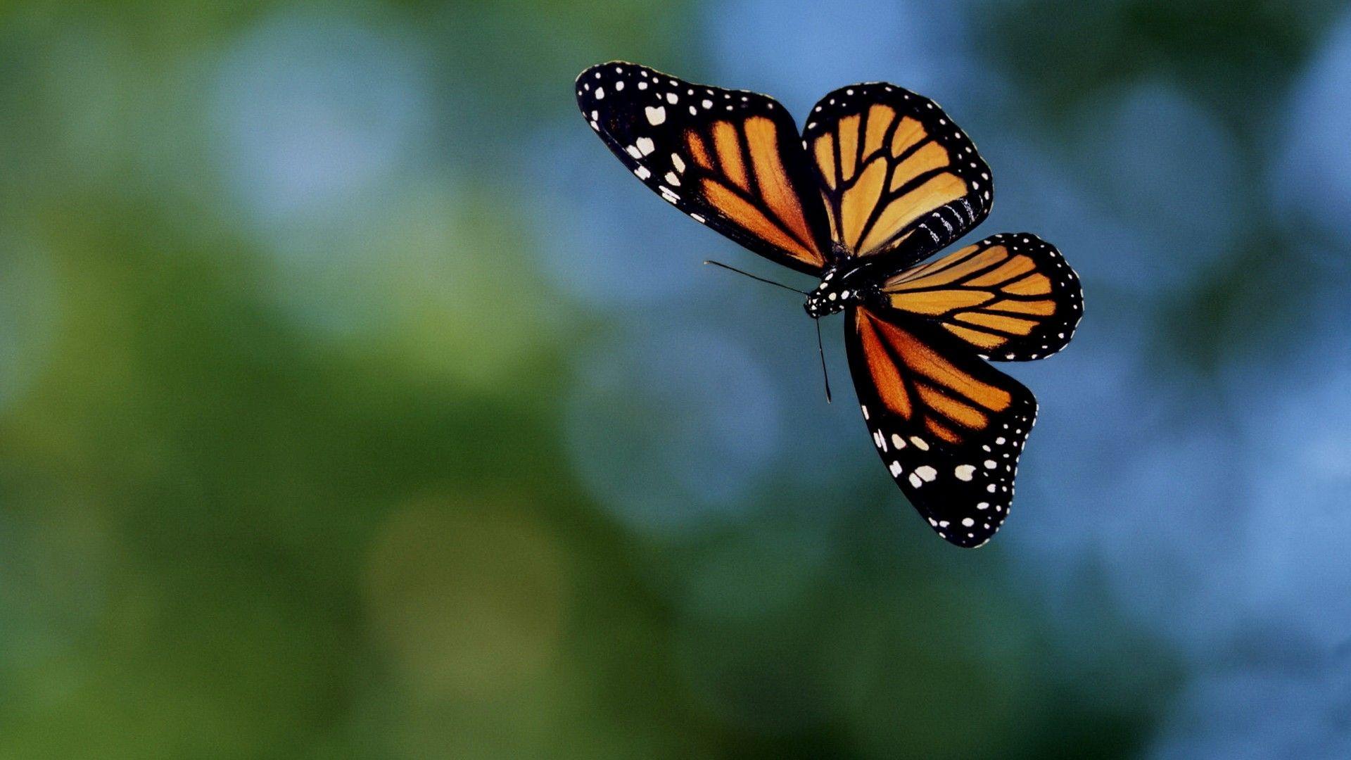 1920x1080 Flying Butterfly in Air HD Wallpaper