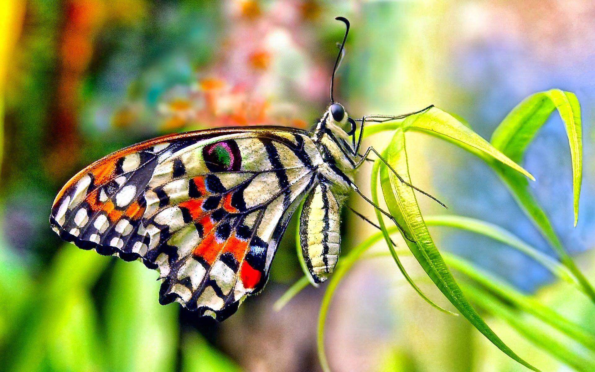1920x1200 HD Butterfly Wallpaper, Butterflies HD Wallpaper