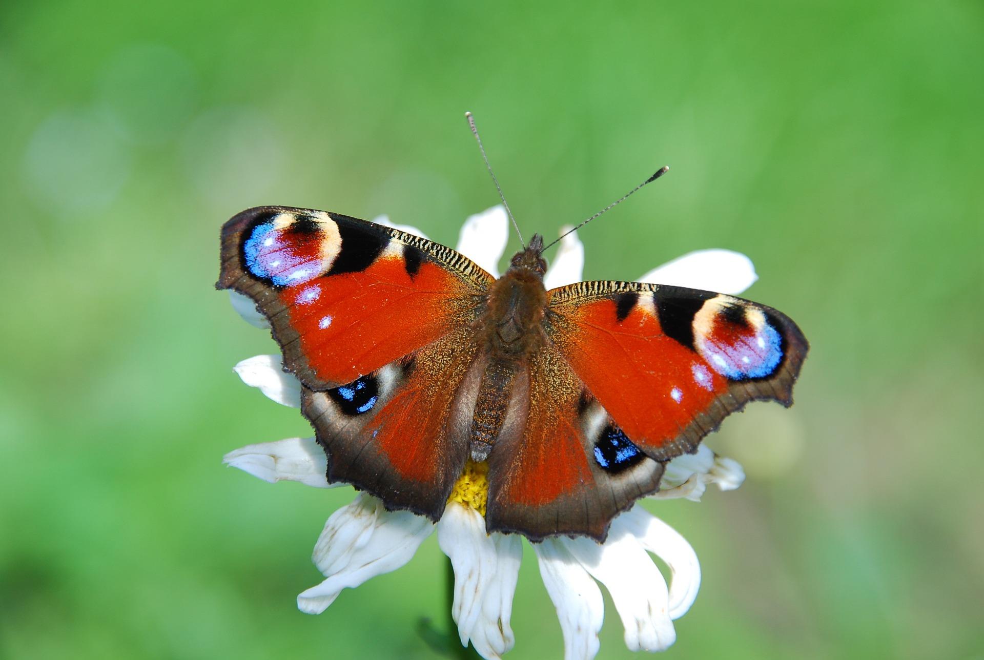1920x1288 Red Butterfly Wallpaper Beautiful Butterfly Background