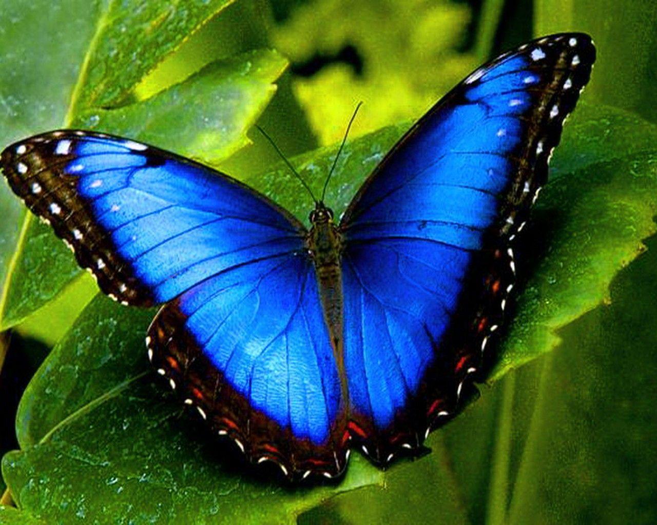 1280x1024 Wide HD Blue Butterfly Wallpaper