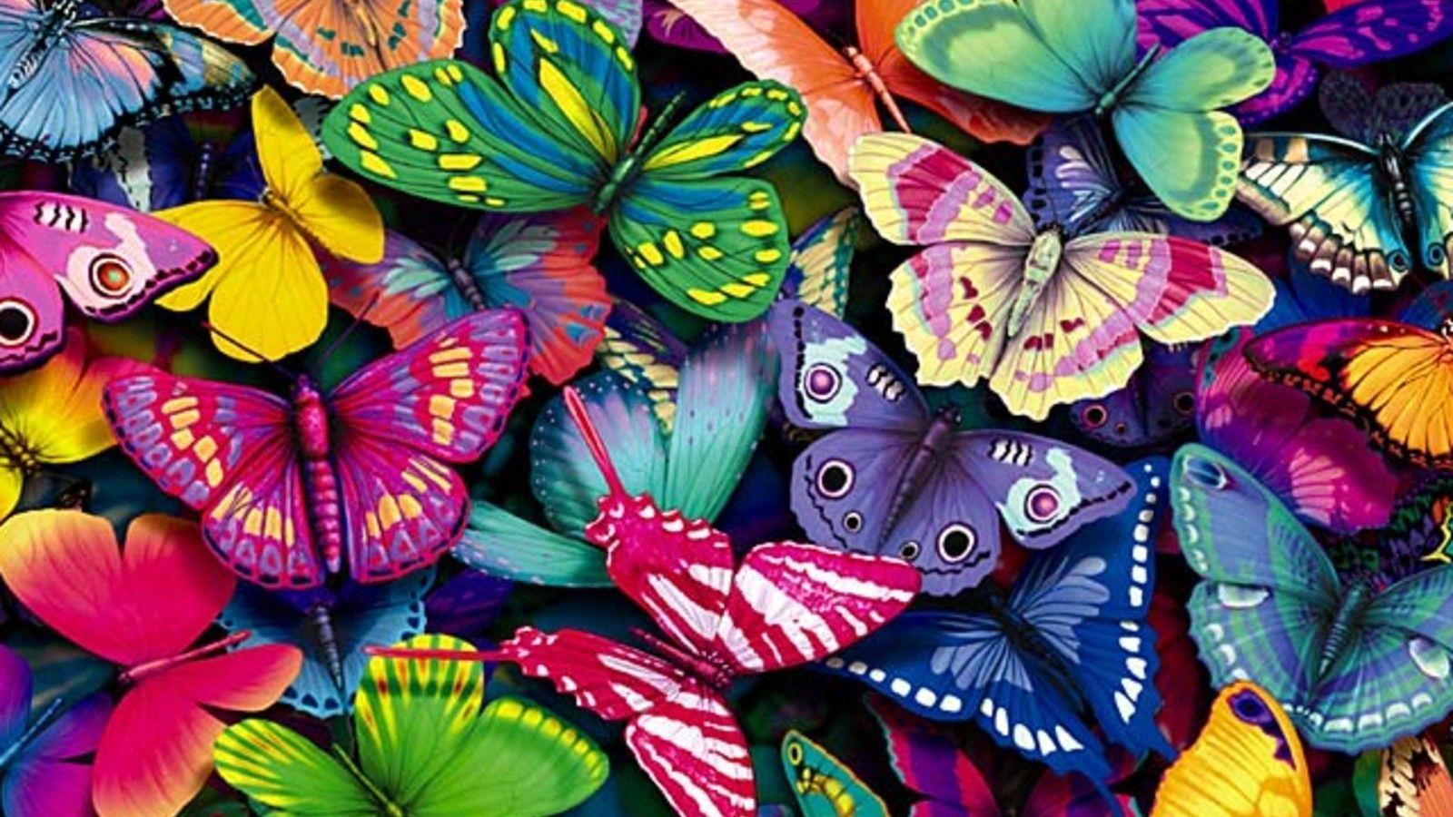 1600x900 Colorful Butterfly Wallpaper for PC