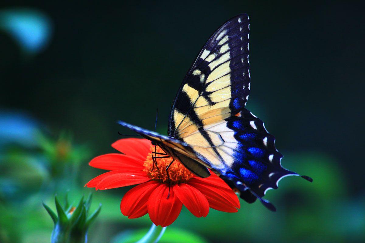 1200x800 Beautiful Butterfly Wallpaper