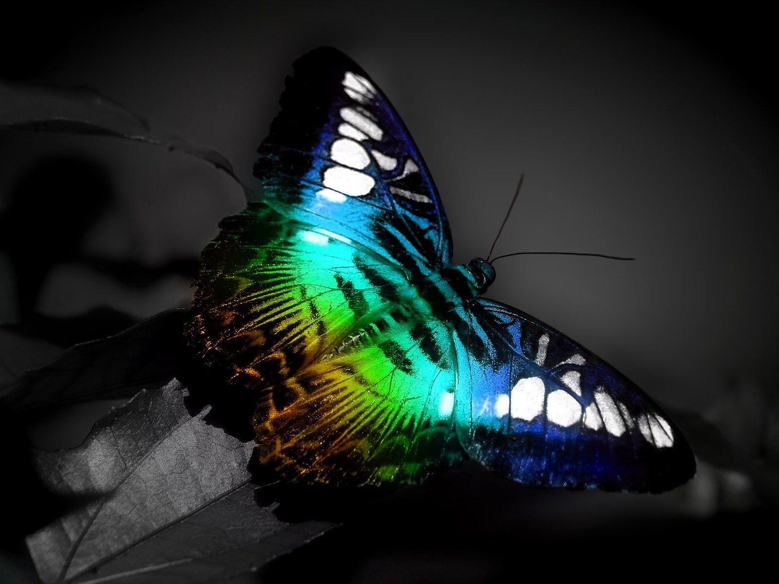 1600x1200 Desktop HD butterfly wallpaper border