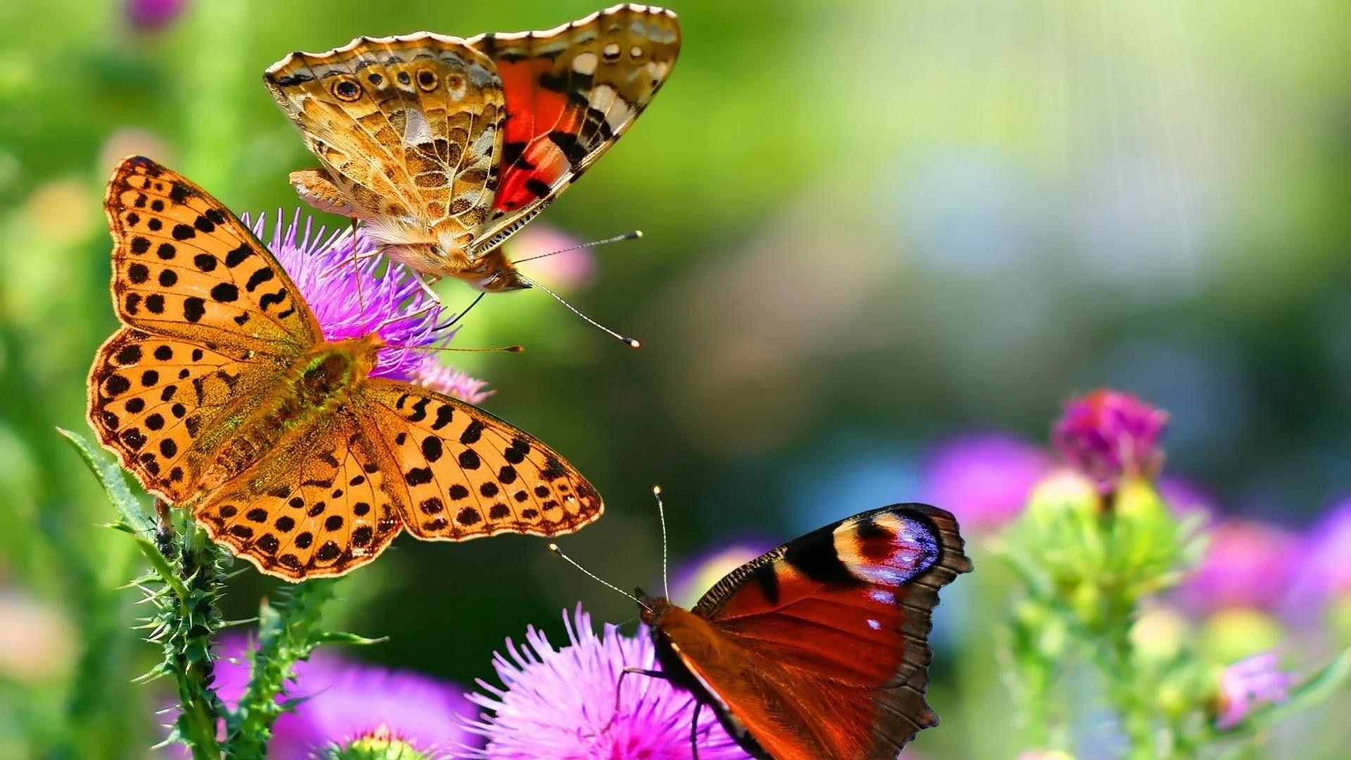 1920x1080 HD Butterfly Wallpaper Dowload HD Desktop Wallpaper Amazing