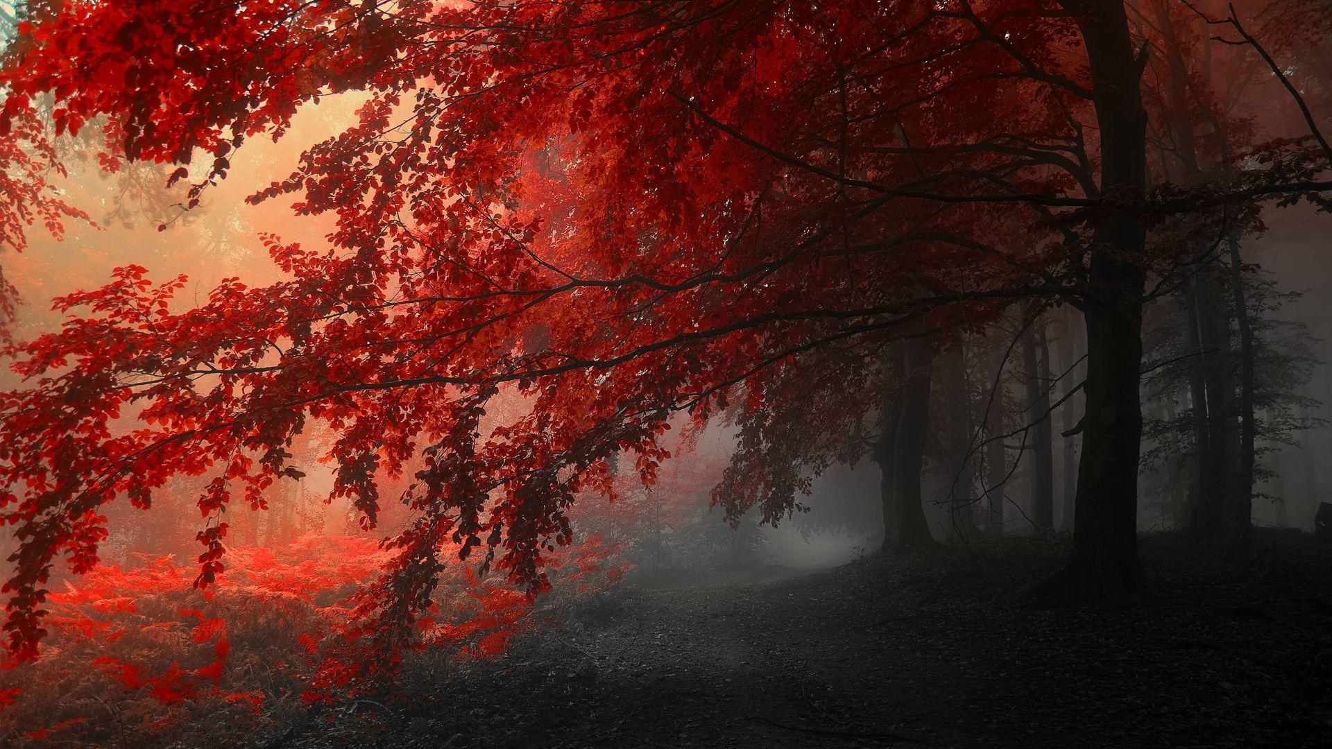 Red Tree Wallpapers - Top Free Red Tree Backgrounds - WallpaperAccess