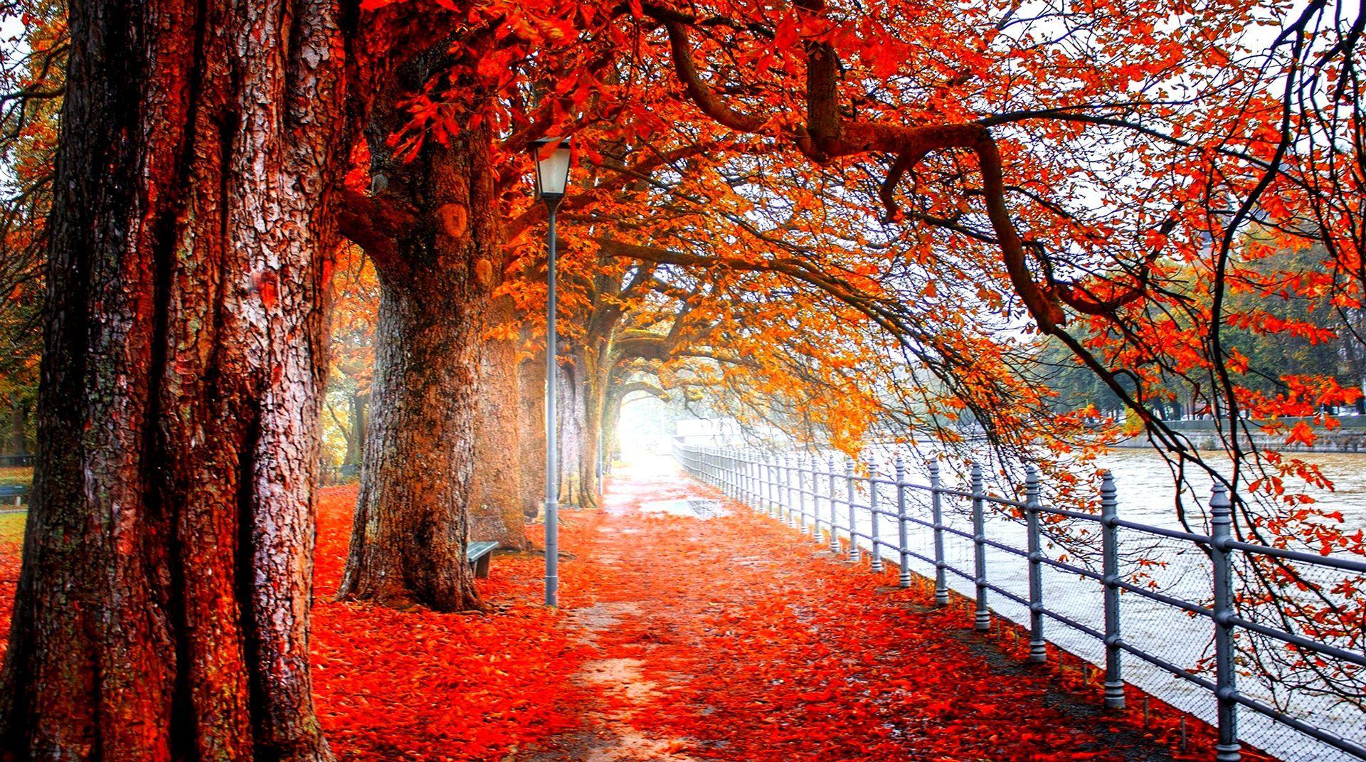 HD wallpaper bench red trees  Wallpaper Flare