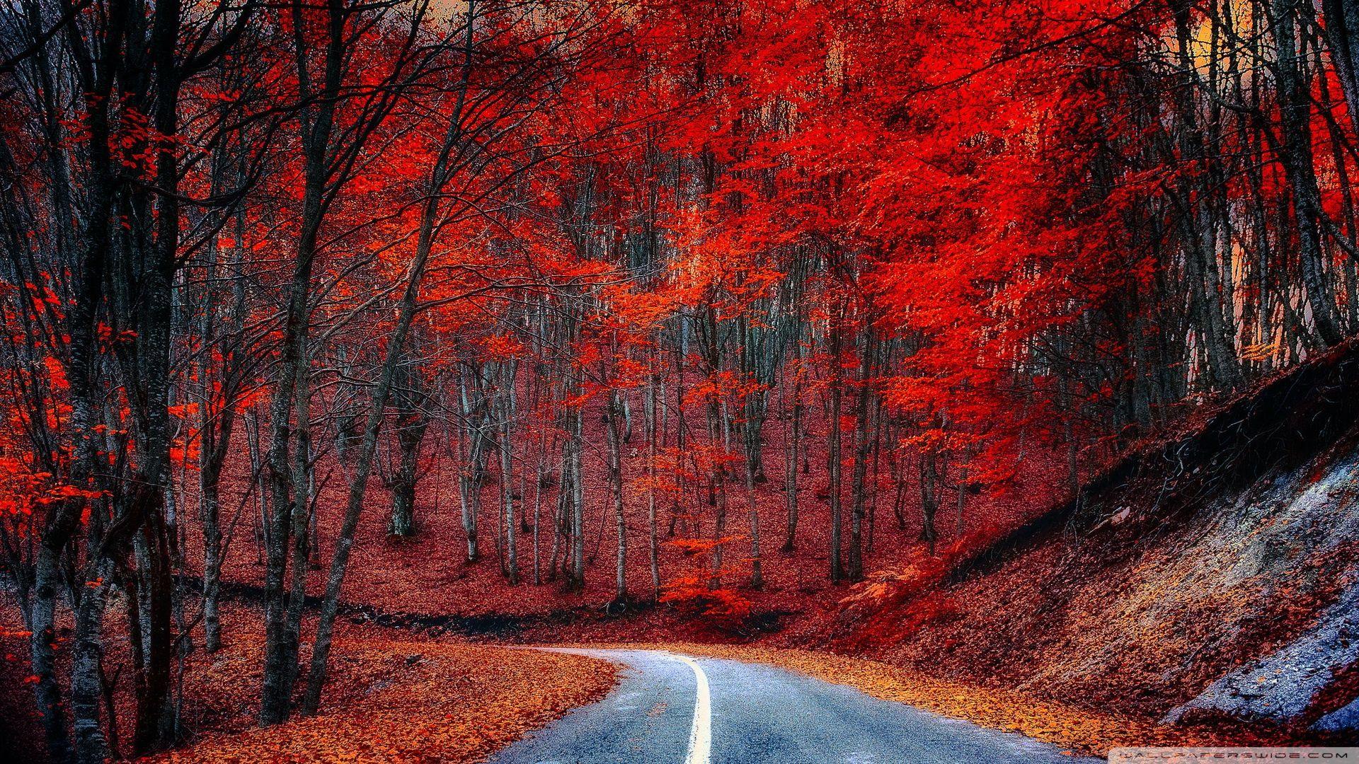 Hình Ảnh Đẹp Nhất Cây Đỏ: Hãy tận hưởng những hình ảnh tuyệt đẹp về cây đỏ tuyệt đẹp nhất. Chiêm ngưỡng những cảnh quan tuyệt đẹp với những mảng màu đỏ rực rỡ, tạo nên một bức tranh tuyệt đẹp của thiên nhiên.