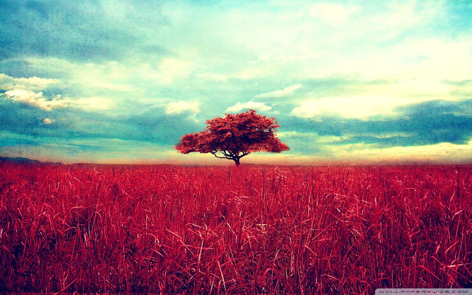 Red Tree Wallpapers Top Free Red Tree Backgrounds Wallpaperaccess