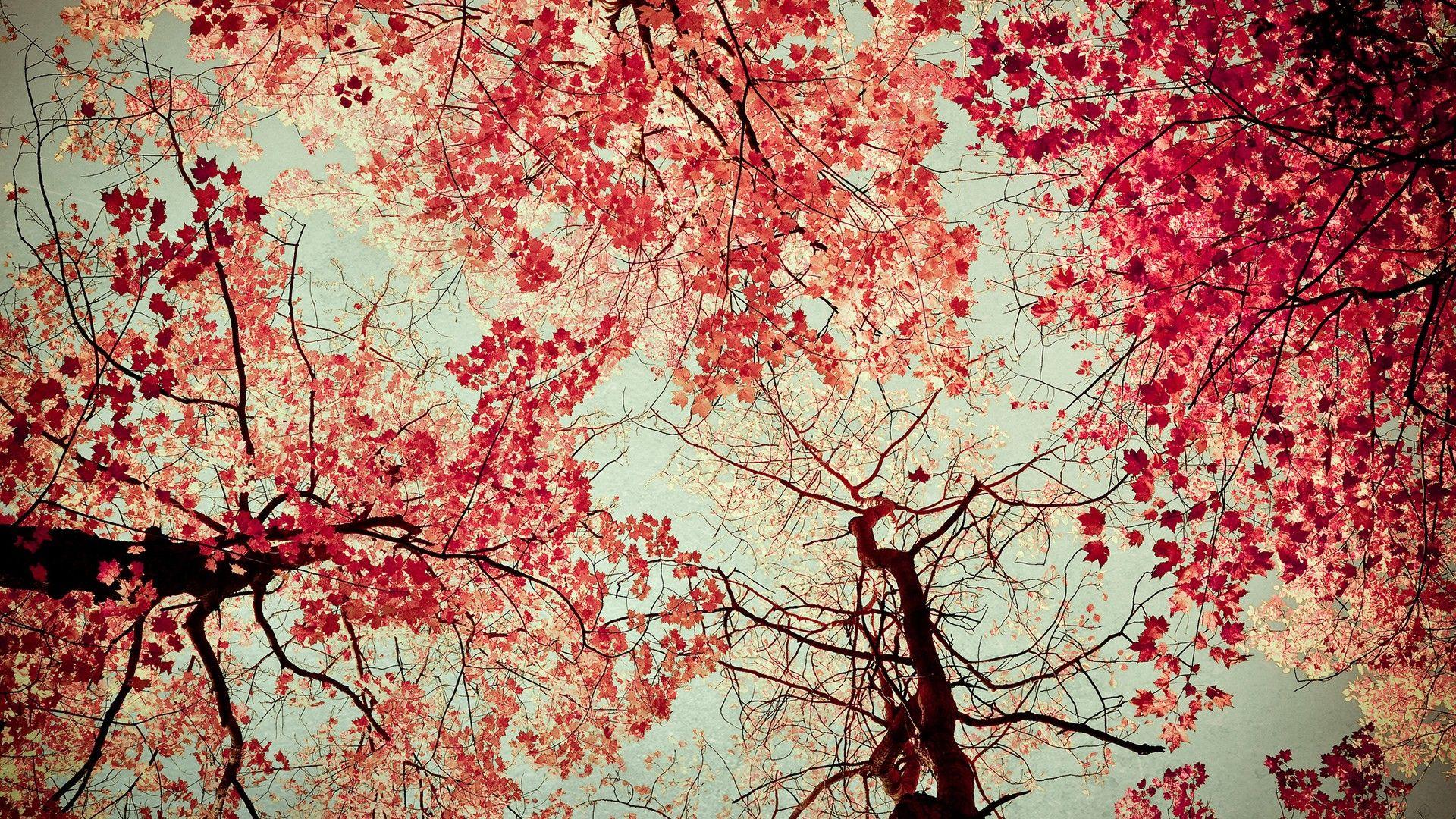 Red Tree 1920X1080 Wallpapers Top Free Red Tree 1920X1080 Backgrounds