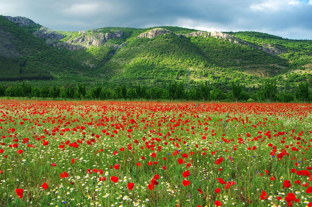 1280x851 Wallpaper Bulgaria Kyustendil Nature Tulips Hill Fields
