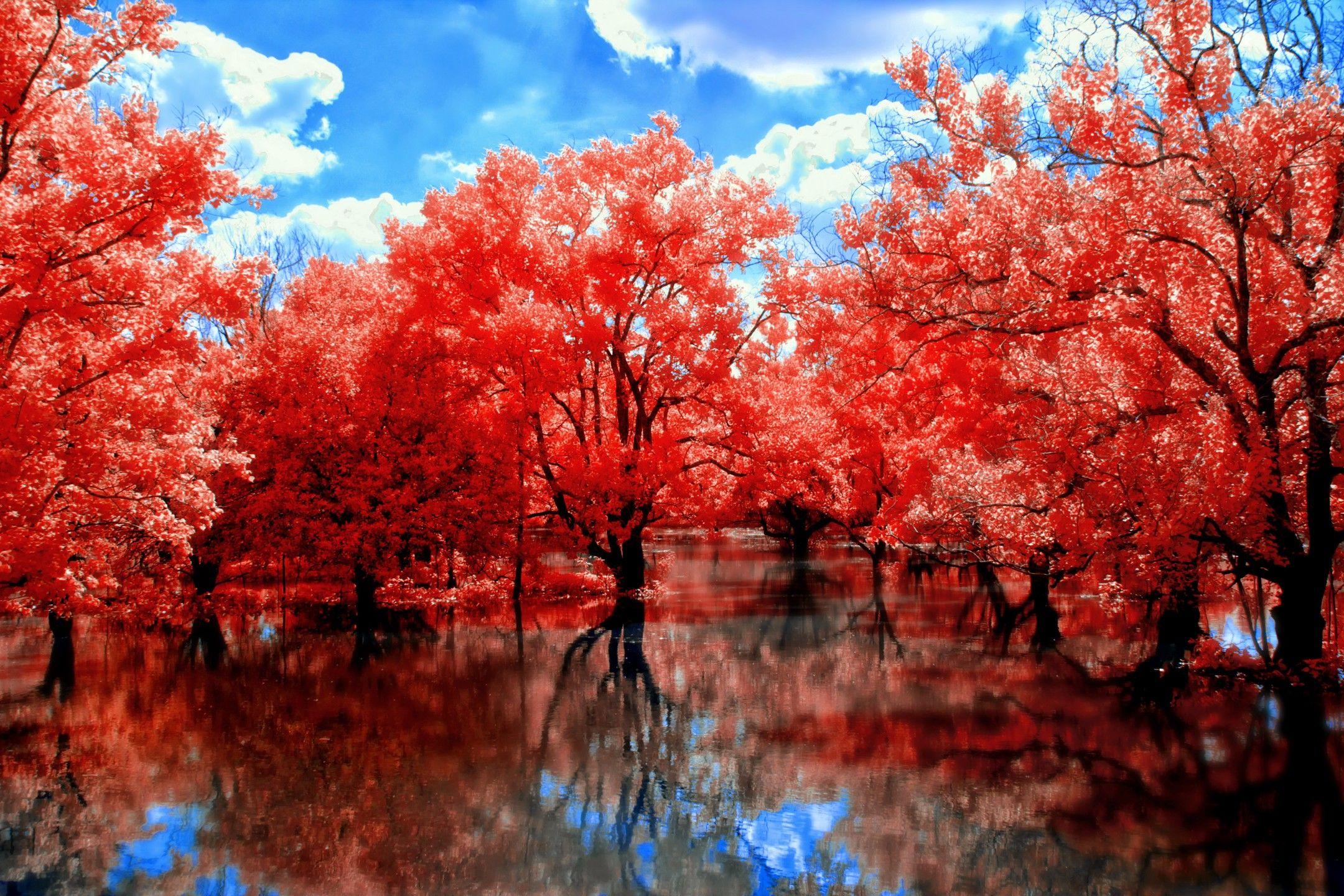 Red Tree Wallpapers Top Free Red Tree Backgrounds Wallpaperaccess