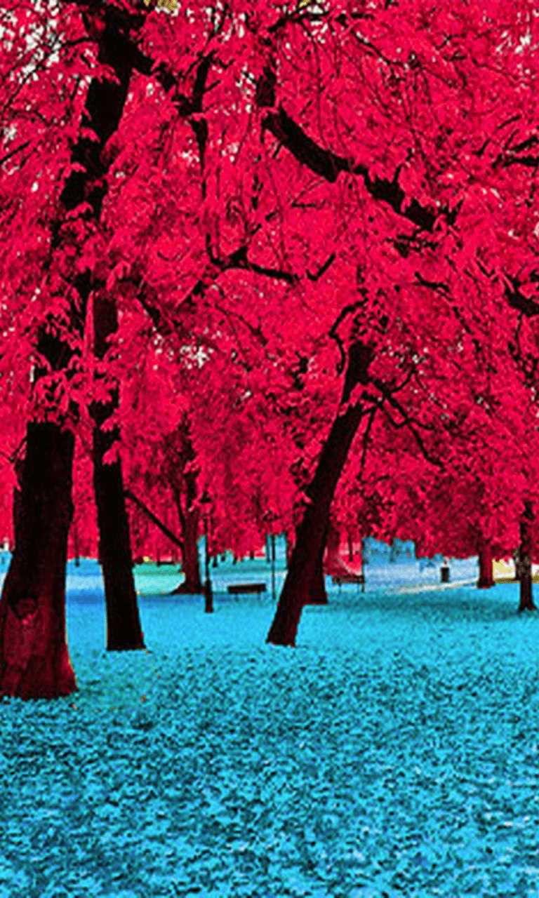 Red Tree Wallpapers Top Free Red Tree Backgrounds WallpaperAccess