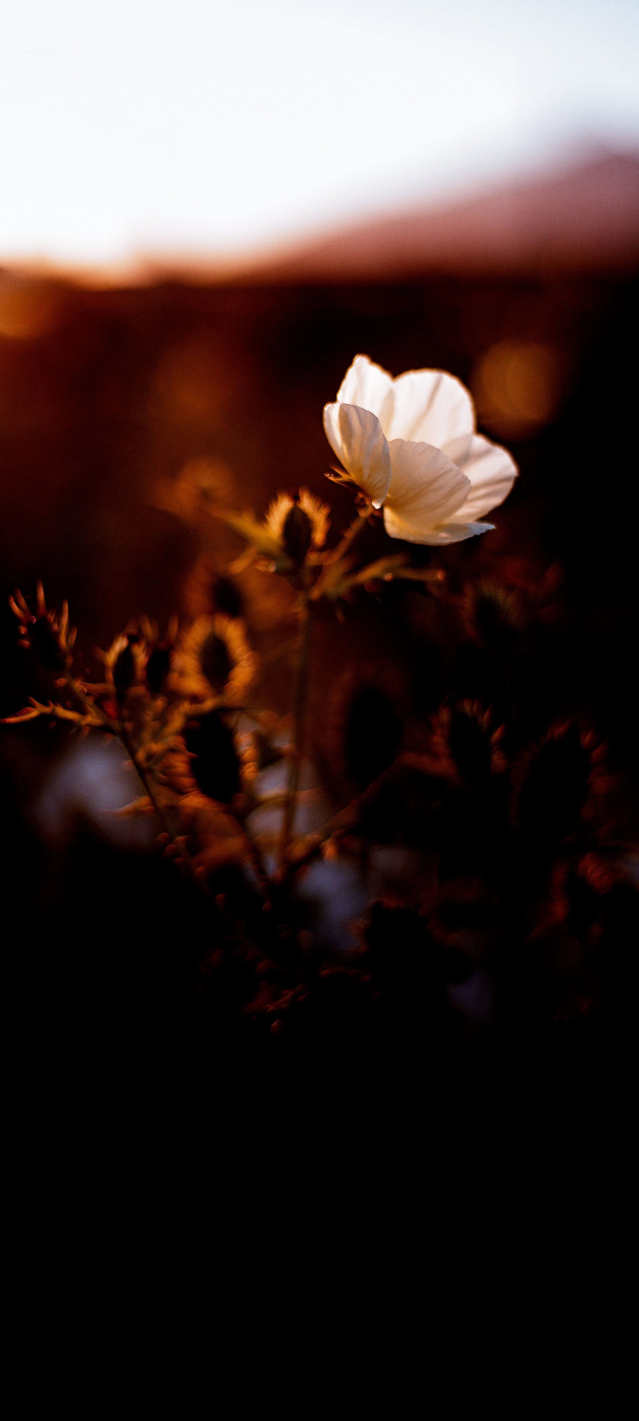 2160x4800 Wallpaper Film Poster, Poster, Night