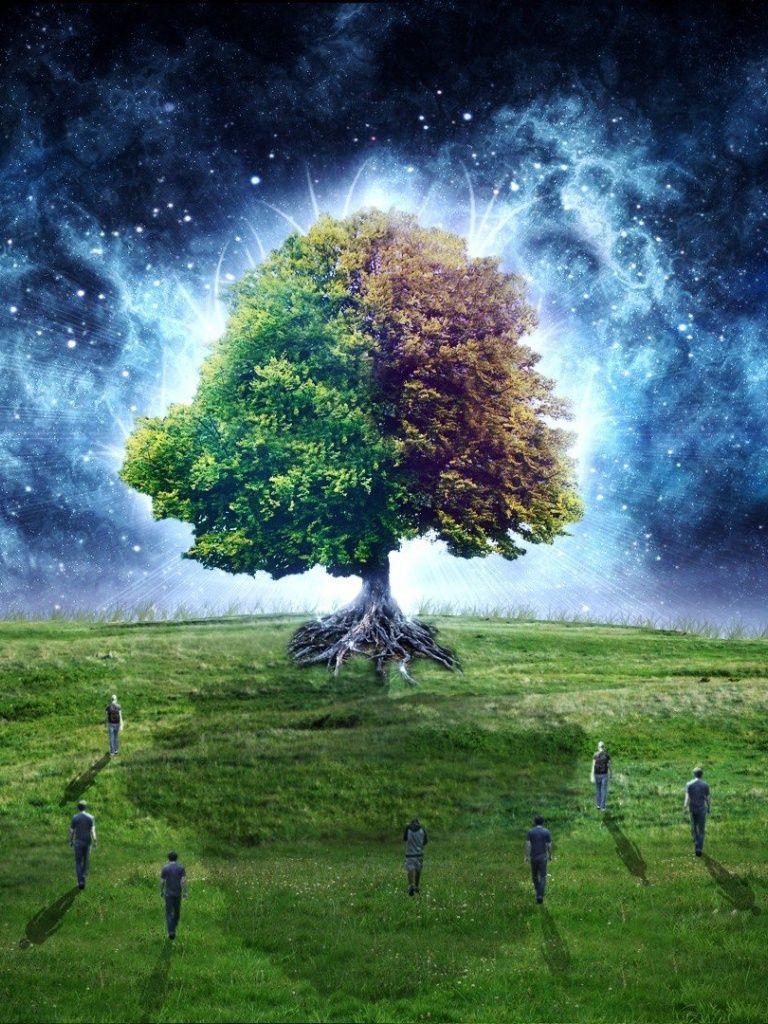 Tree of Life Wallpapers Top Free Tree of Life Backgrounds