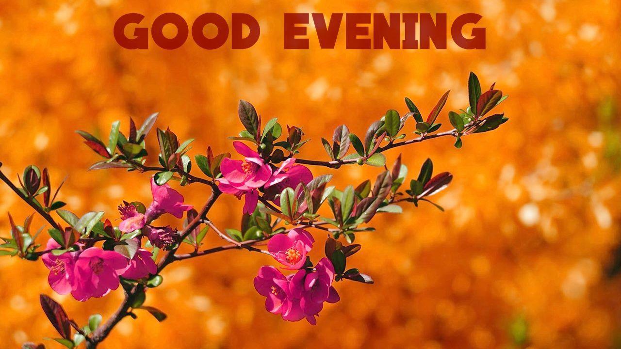 Good Evening Wallpapers - Top Free Good Evening Backgrounds ...