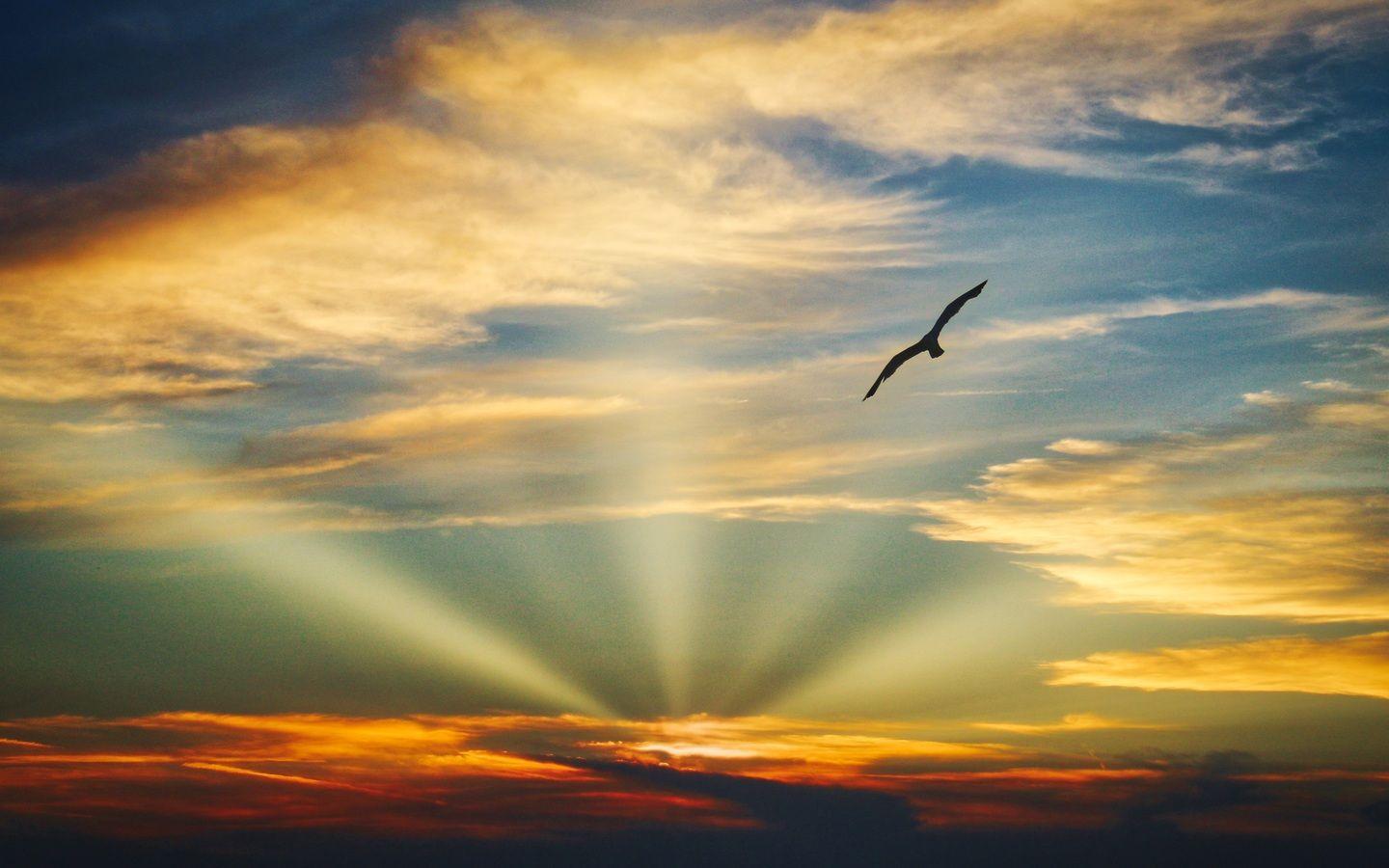 1440x900 Bird Flying Sunset Evening View Clouds Beautiful