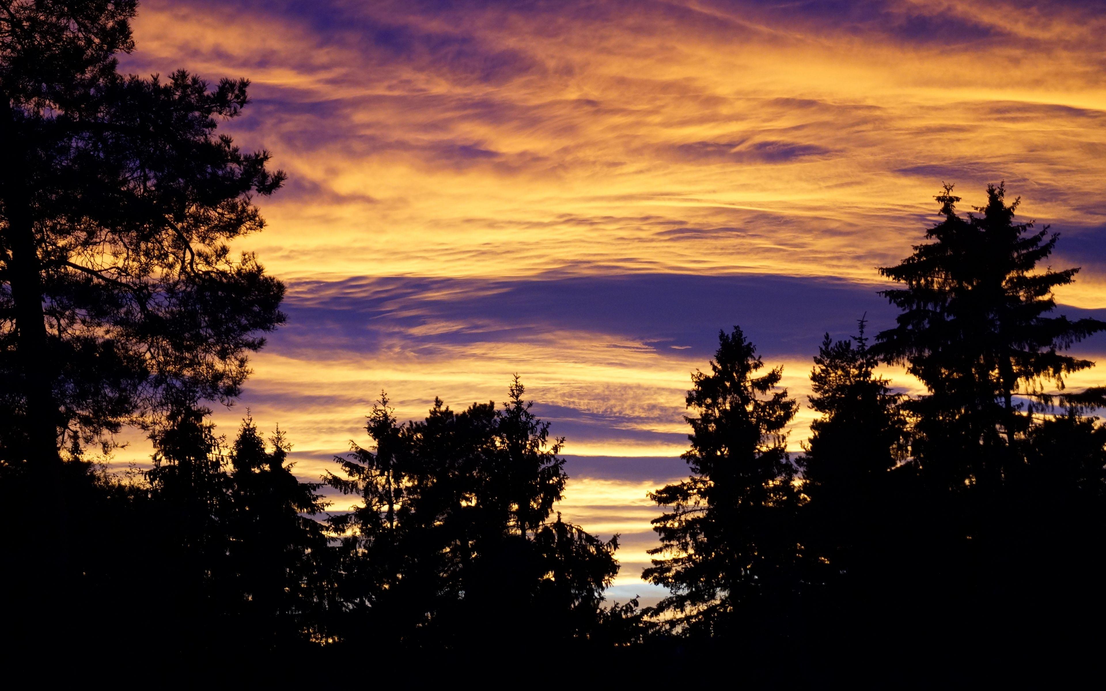3840x2400 Download wallpaper 3840x2400 trees, sky, evening, clouds